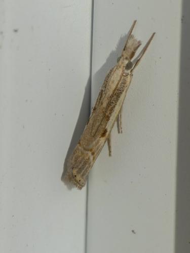 Agriphila geniculea